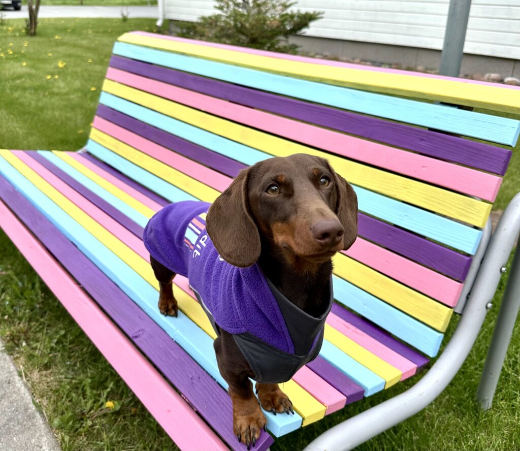 Mäyräkoira Mainiokodit-puvussa Mainiokotien väreissä maalatulla penkillä