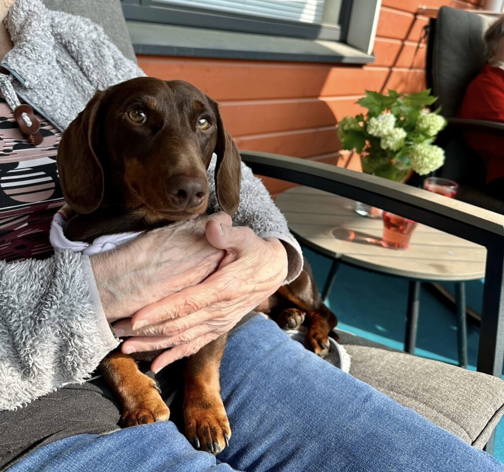 mäyräkoira asukkaan sylissä terassilla