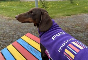 Mainiokoira Pasi kuvattuna selkäpuolelta. Pasi- koiralla liila fleece, jossa Mainiokotien logo. Pasi istuu värikkäällä puupenkillä.